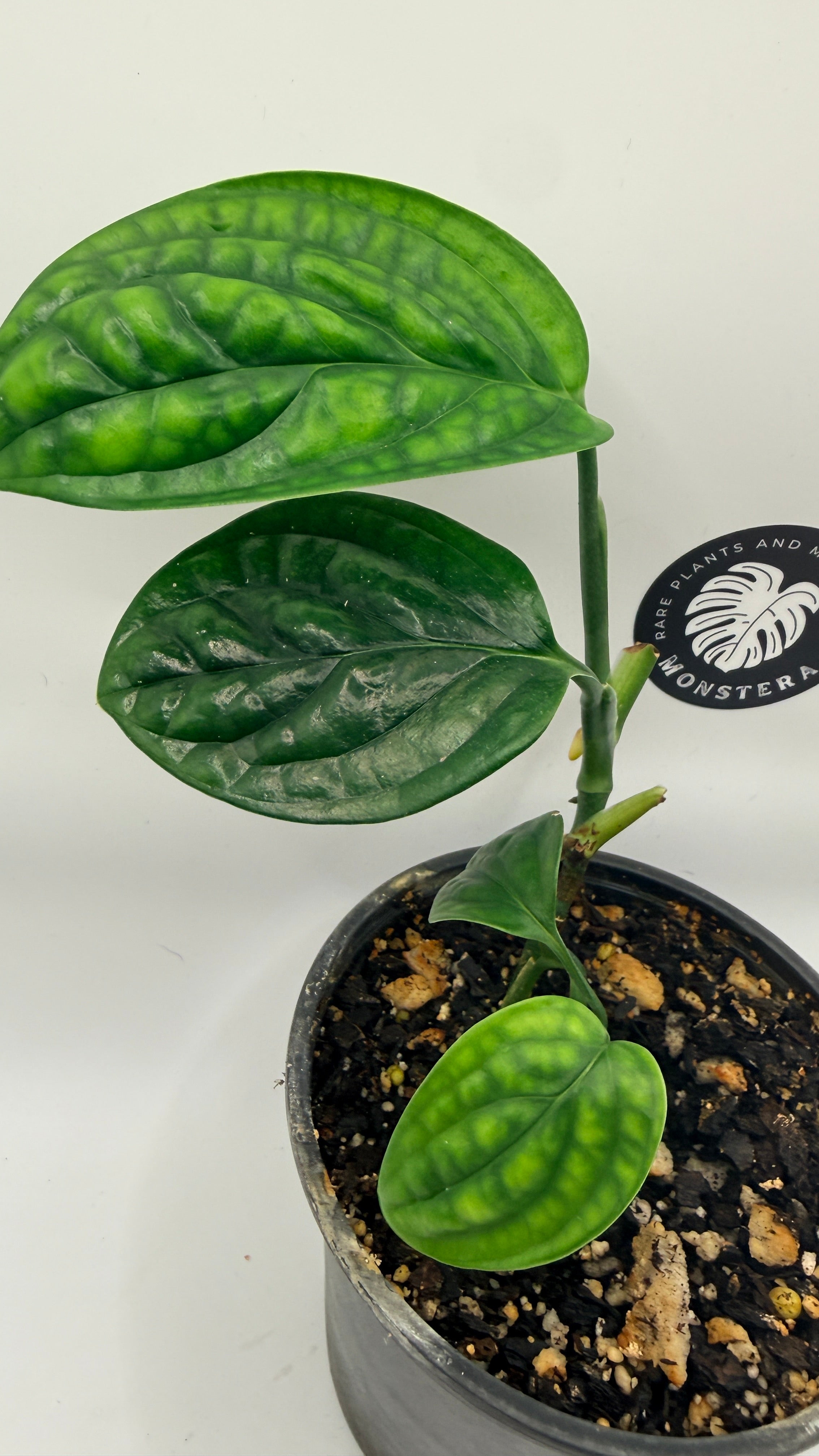 Monstera sp. ‘Peru’
