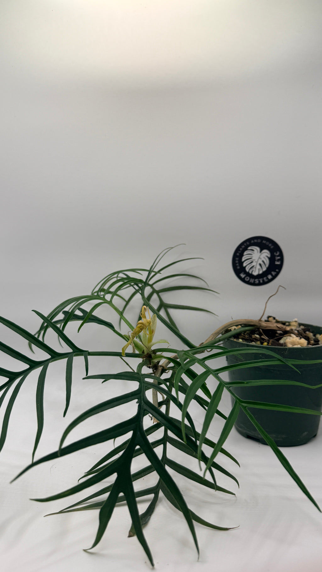 Philodendron tortum