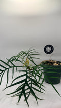 Philodendron tortum