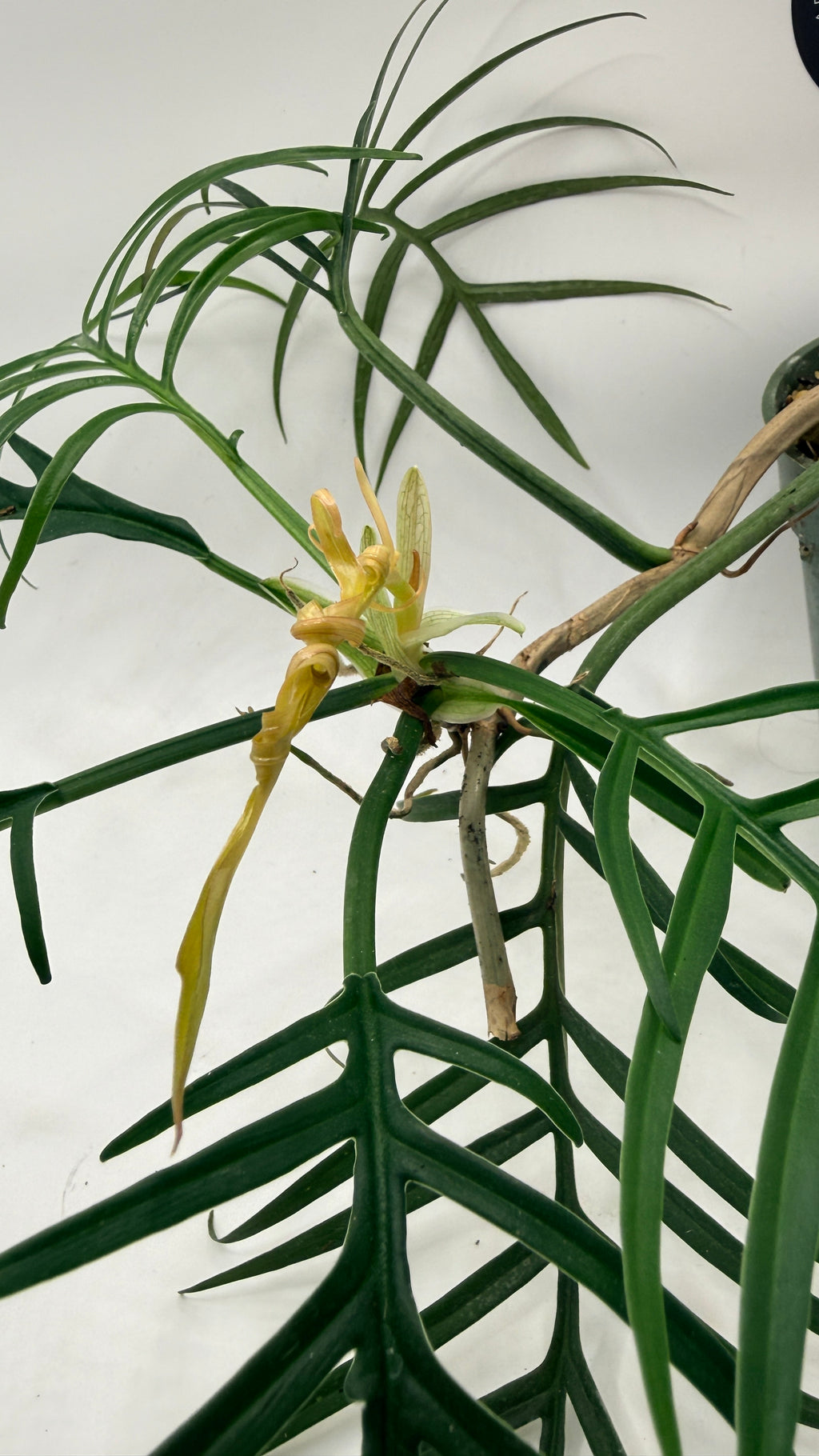 Philodendron tortum