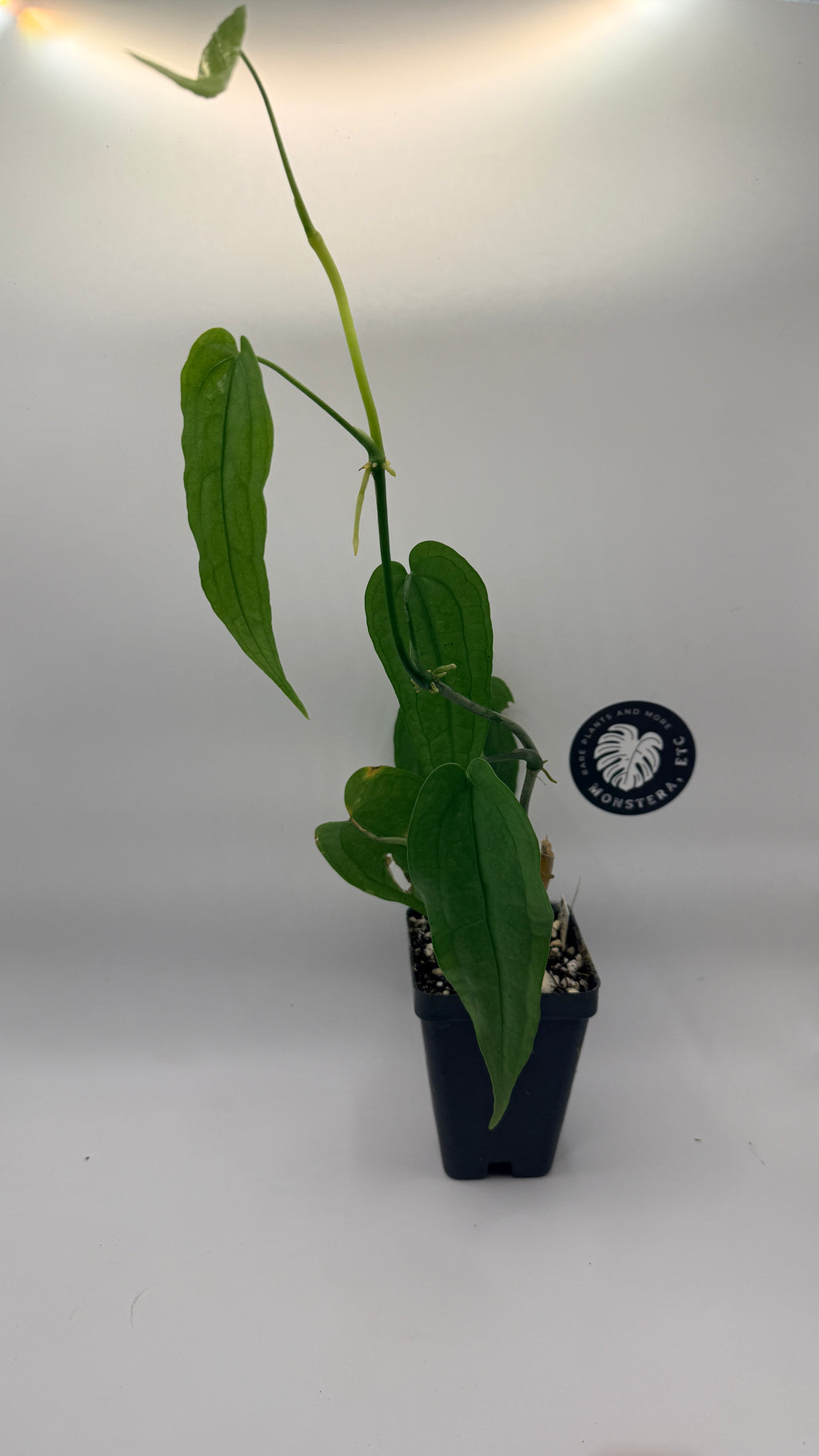 Anthurium sp. ‘Limón’