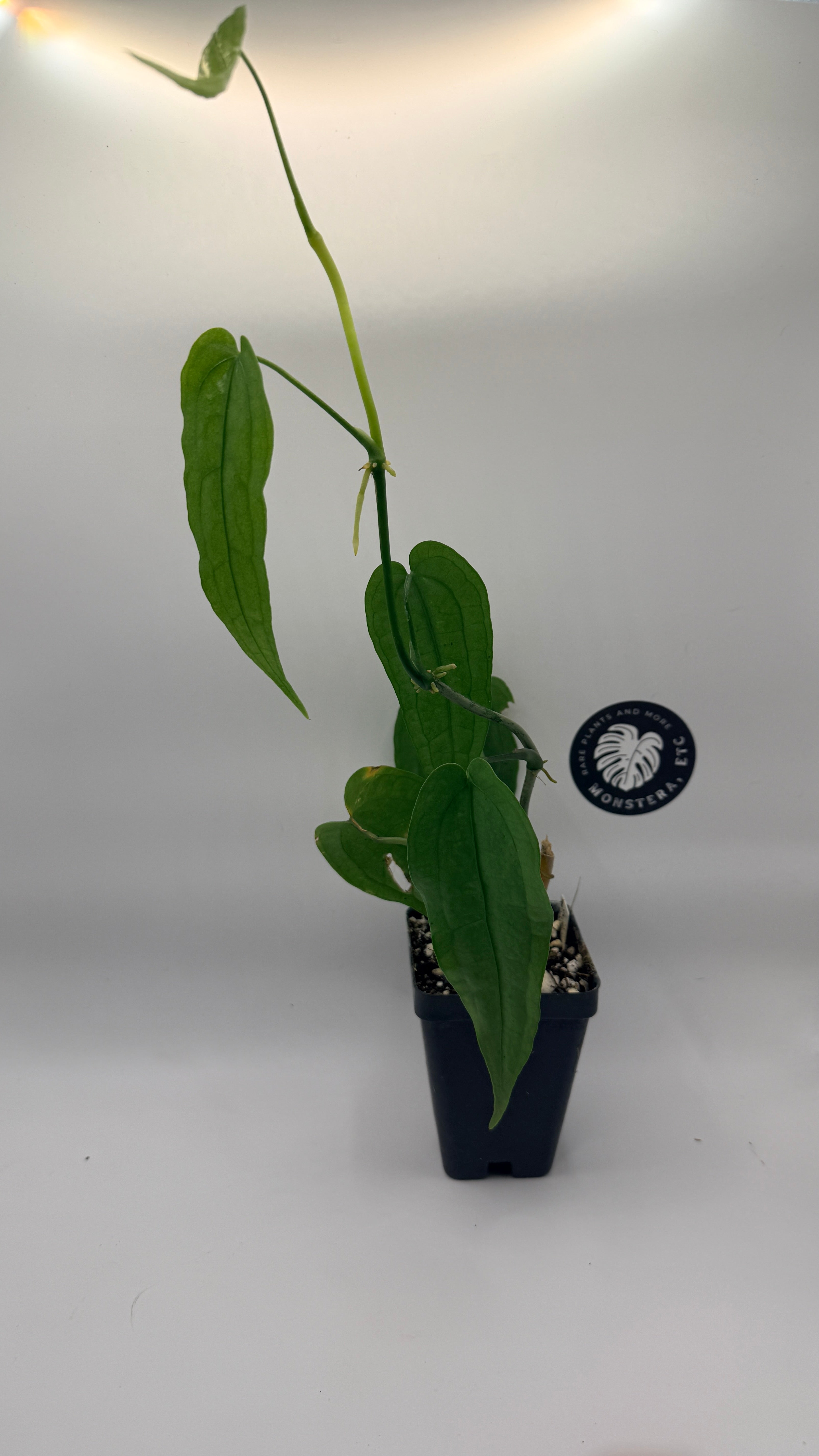 Anthurium sp. ‘Limón’
