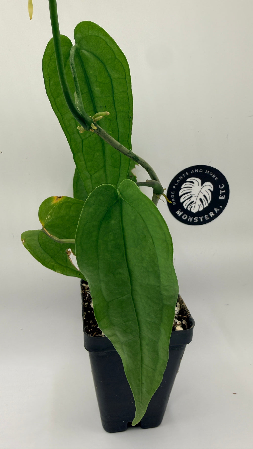 Anthurium sp. ‘Limón’