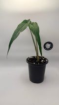 Syngonium sp. ‘Lance Leaf’