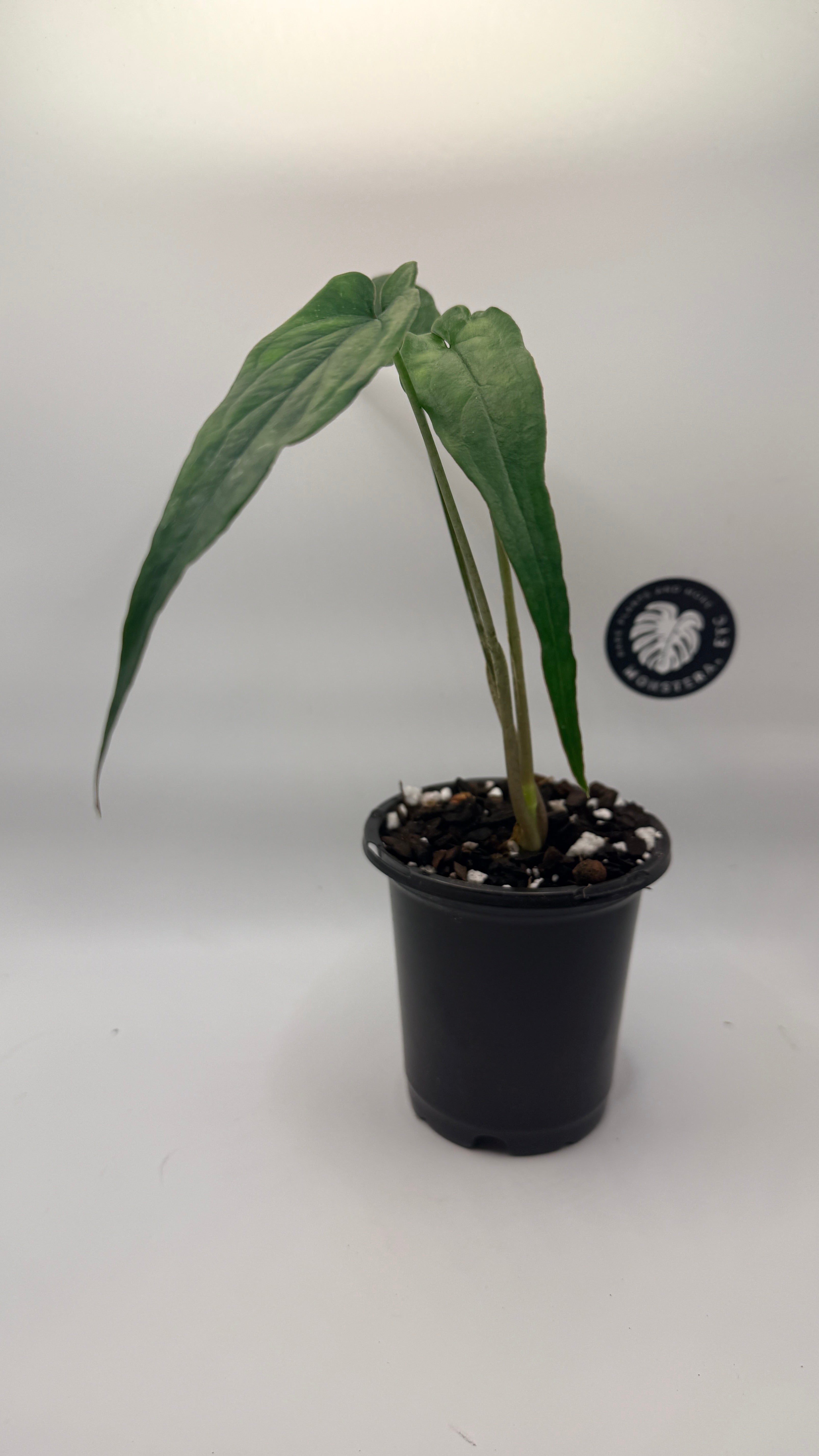 Syngonium sp. ‘Lance Leaf’