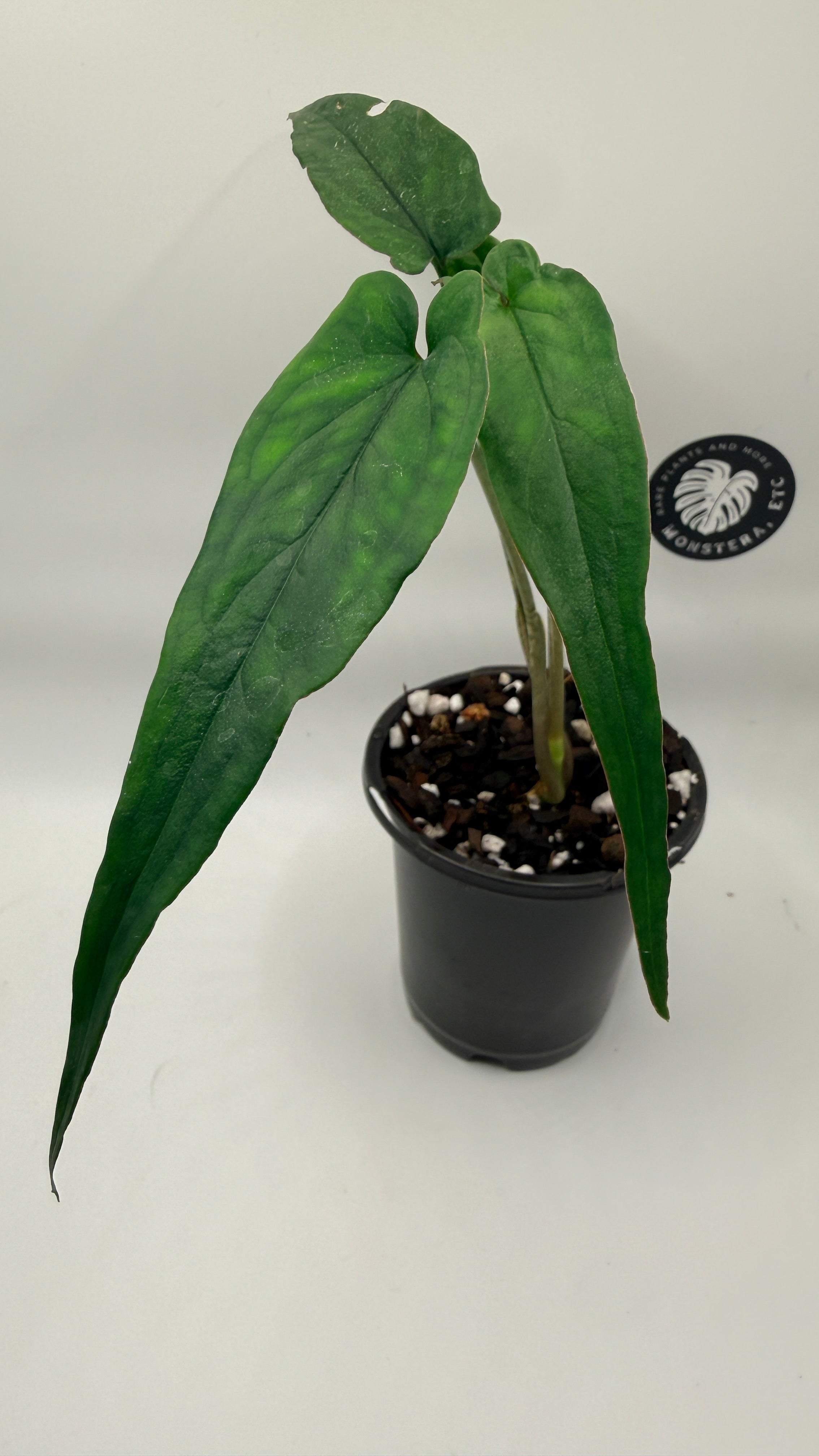 Syngonium sp. ‘Lance Leaf’