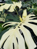 Monstera Albo — Variegated borsigiana, Small Form (Grower’s Choice)