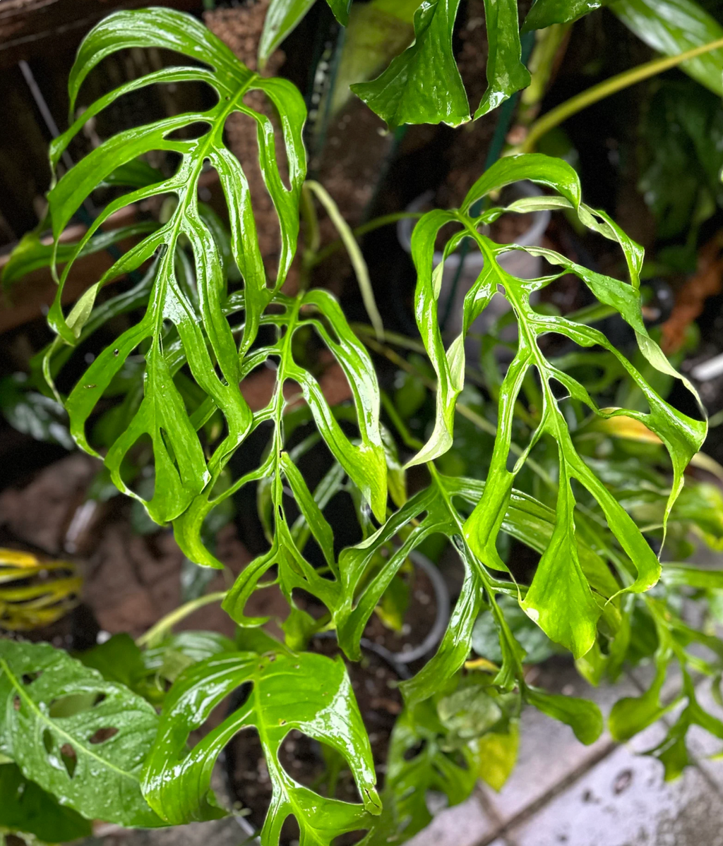 Monstera gracilis