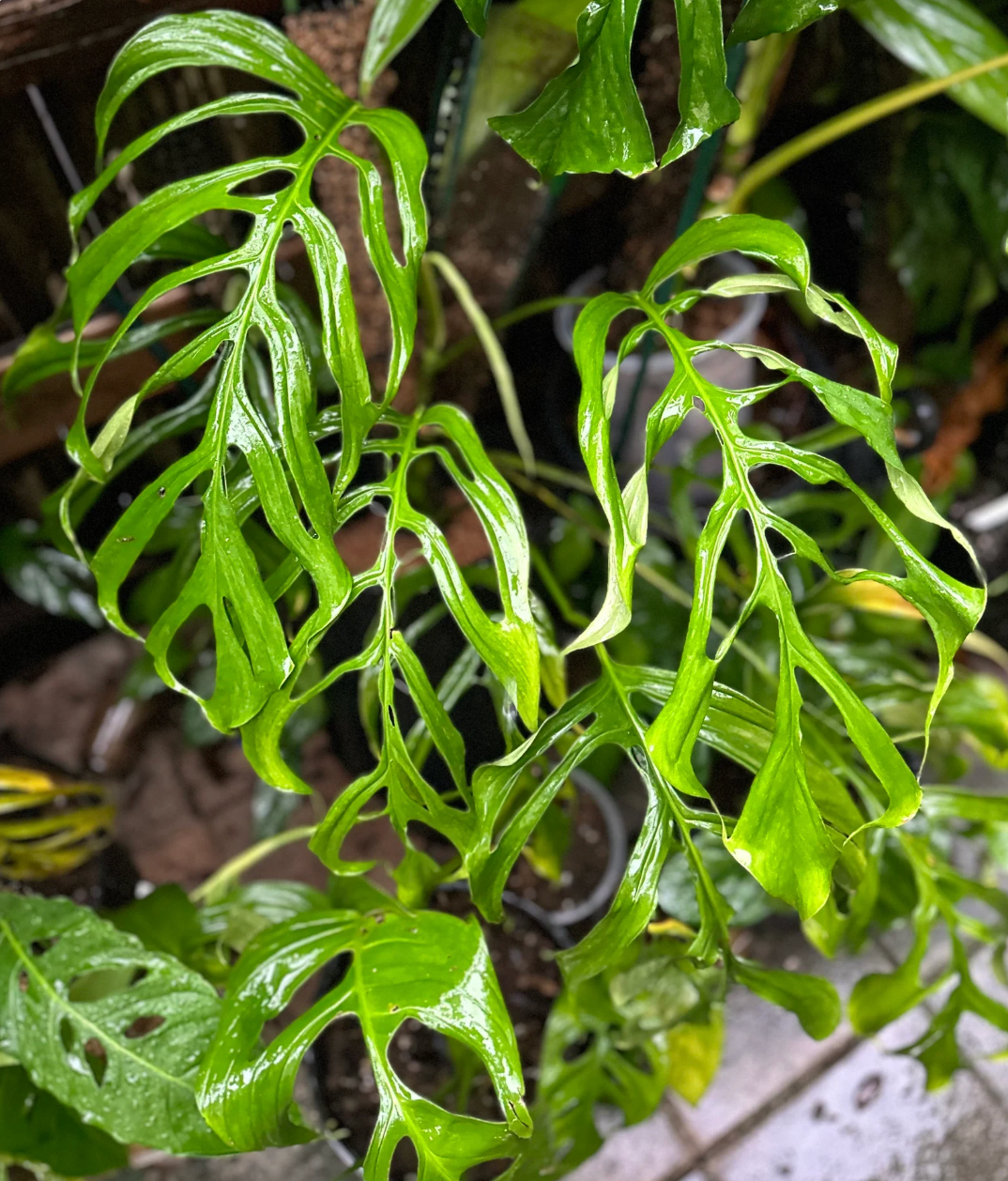 Monstera gracilis