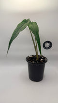 MonsteraEtc Syngonium sp. Lance Leaf houseplant with long, narrow, deep green lance-shaped leaves in a black nursery pot