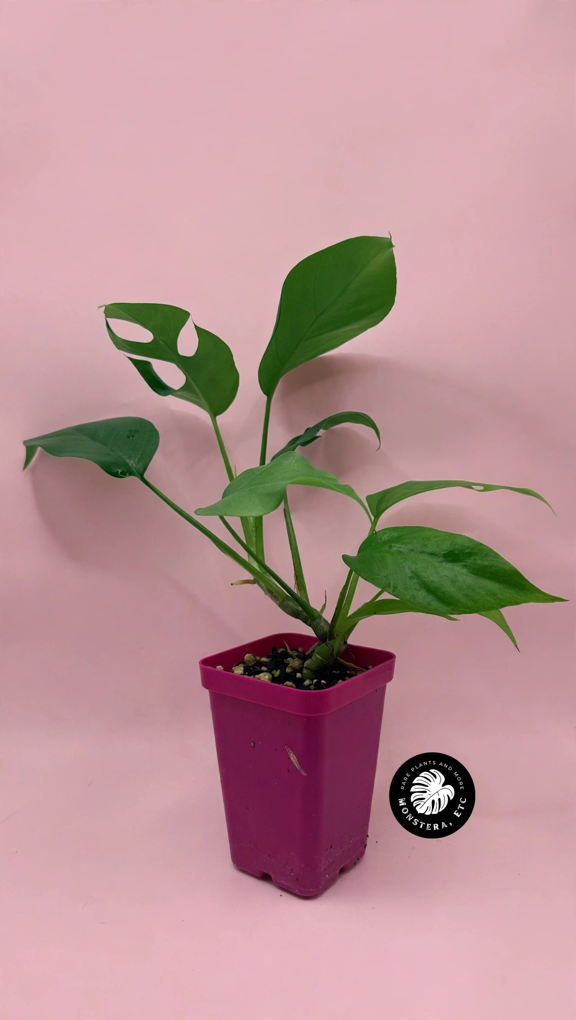 Rhaphidophora tetrasperma (Mini Monstera)