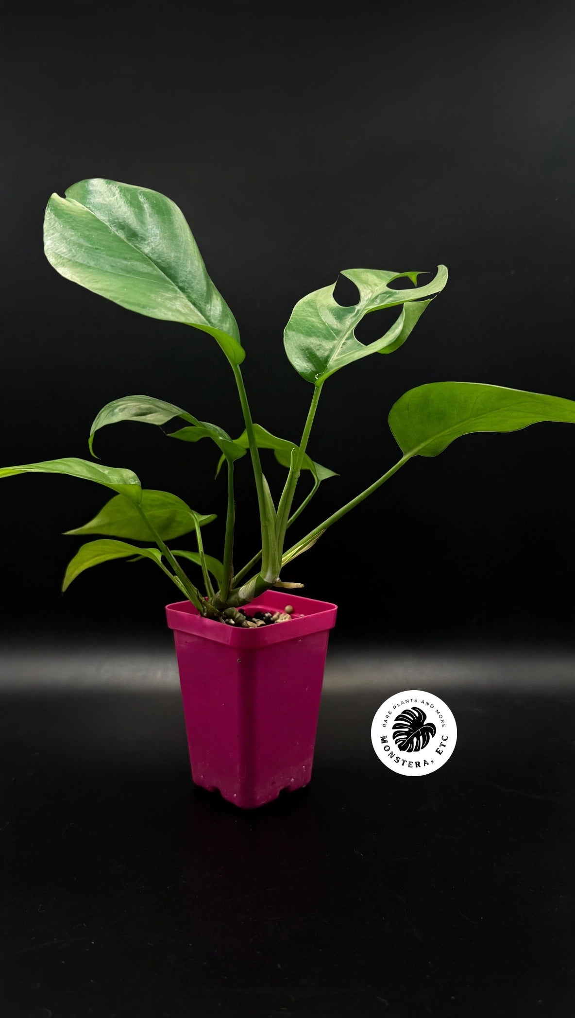 Rhaphidophora tetrasperma (Mini Monstera)