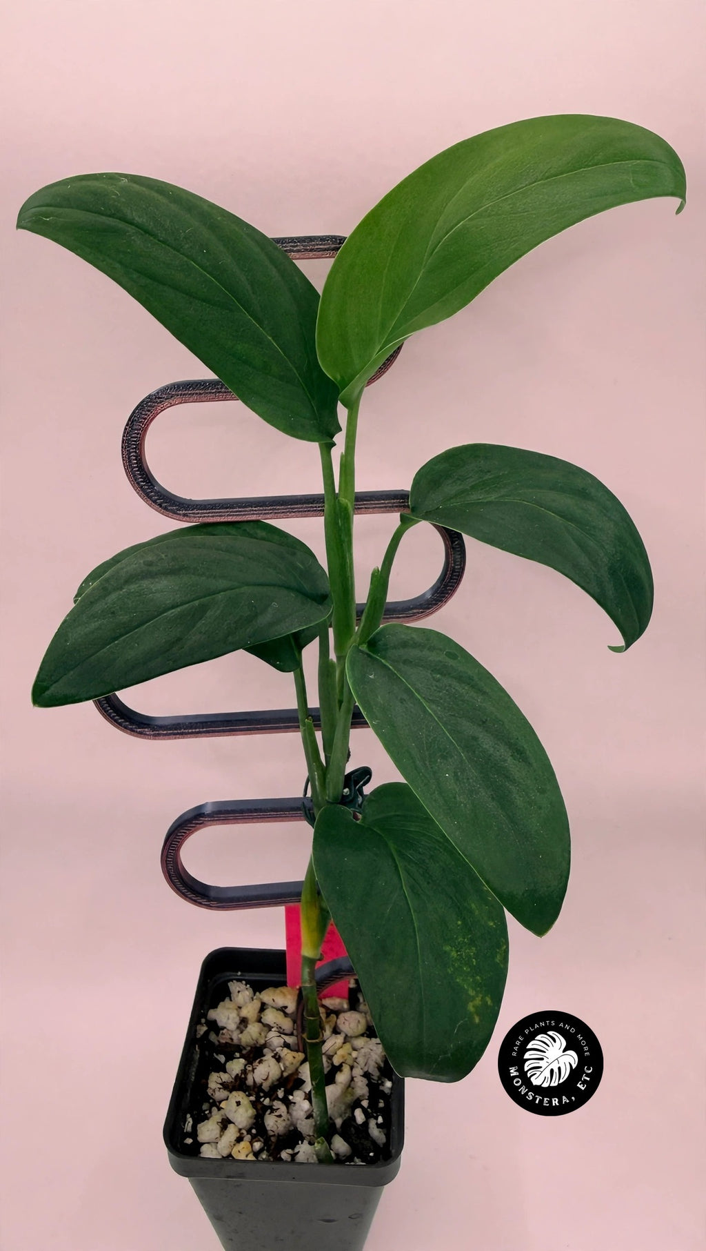 Monstera sp. Black