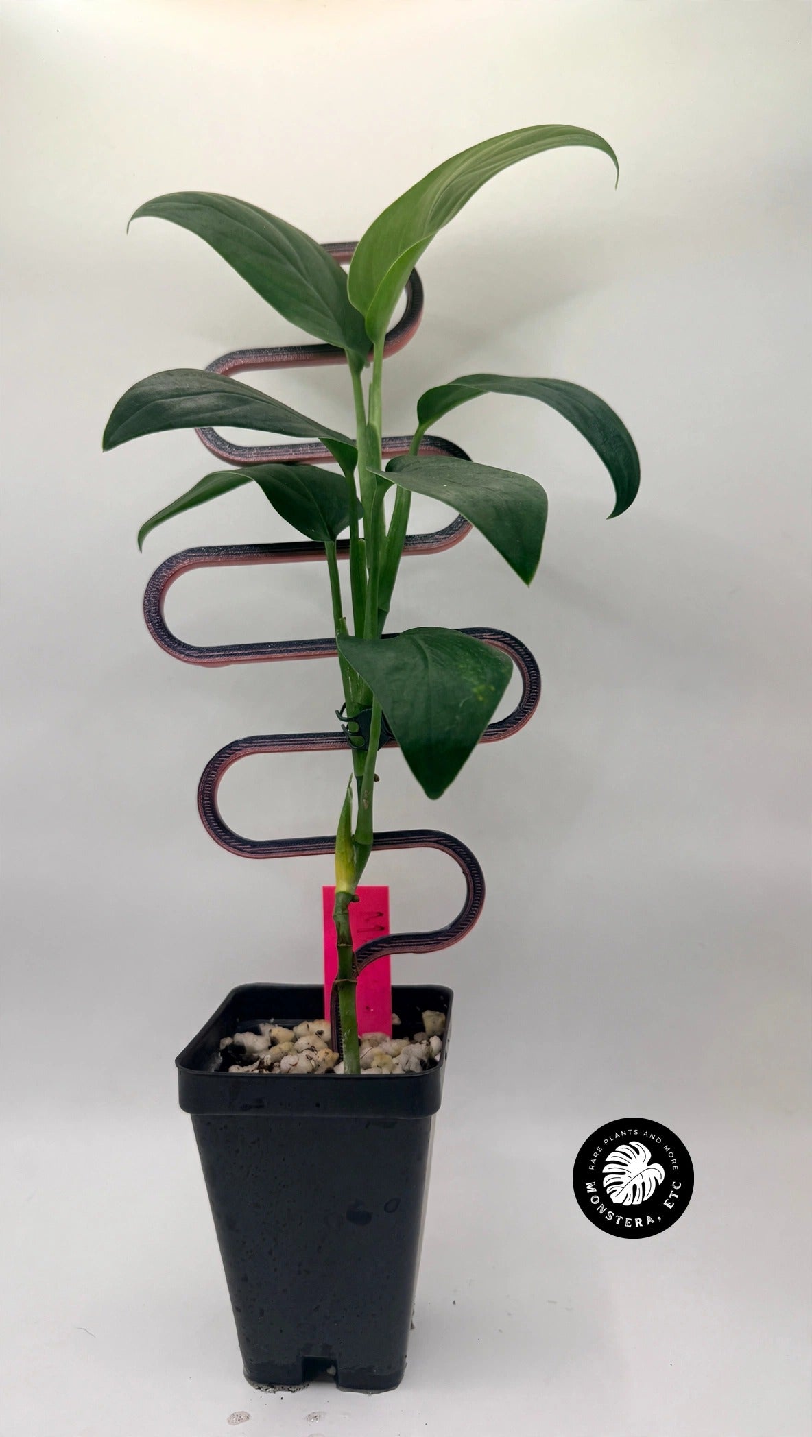 Monstera sp. Black