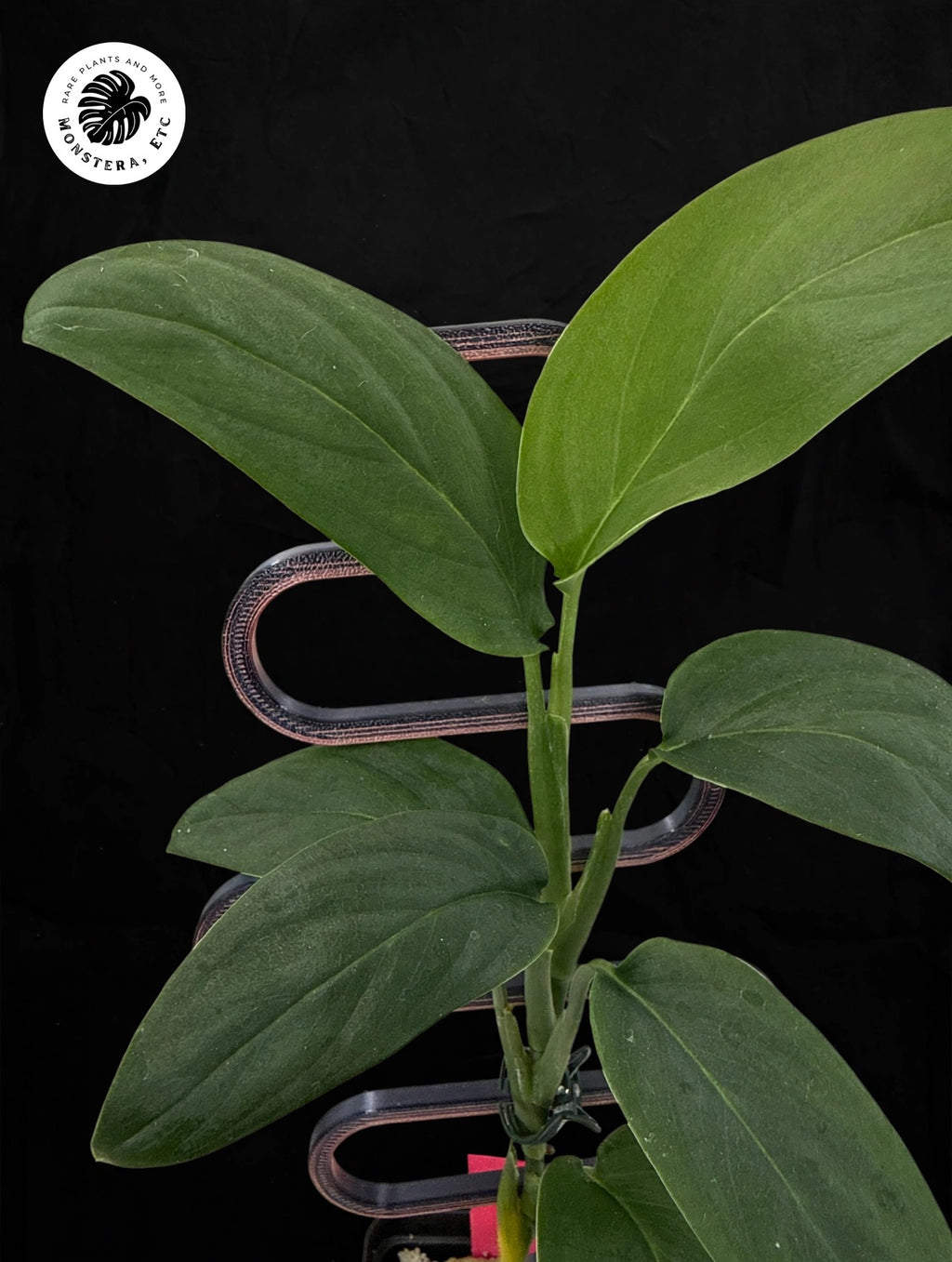 Monstera sp. Black
