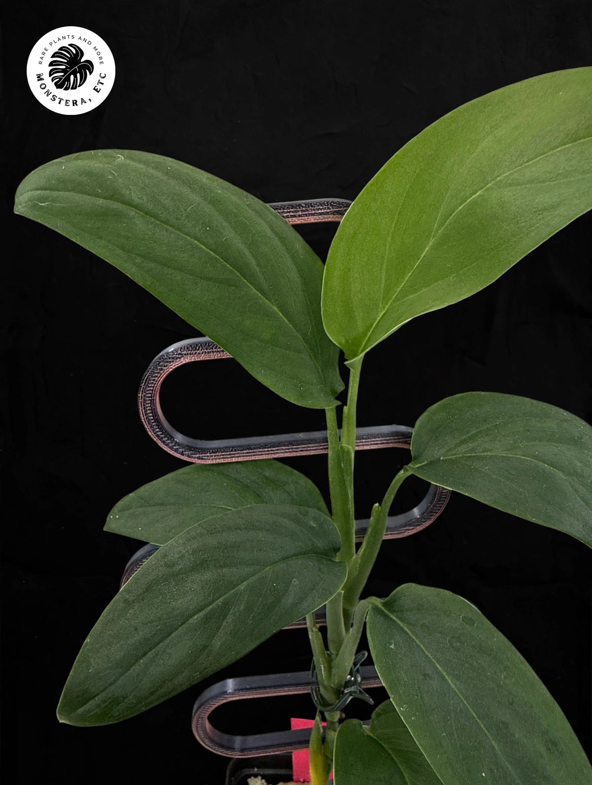 Monstera sp. Black
