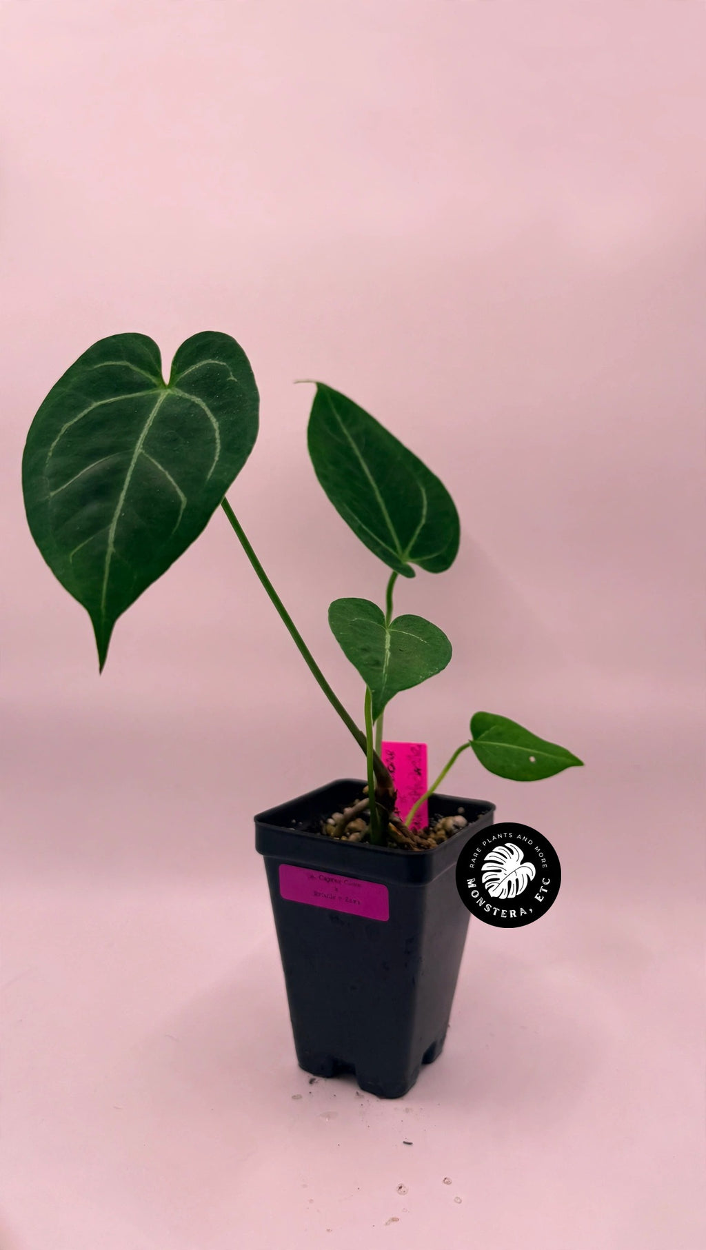 Anthurium Caycee Clone x (Brielle x Zara)