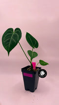 Anthurium Caycee Clone x (Brielle x Zara)