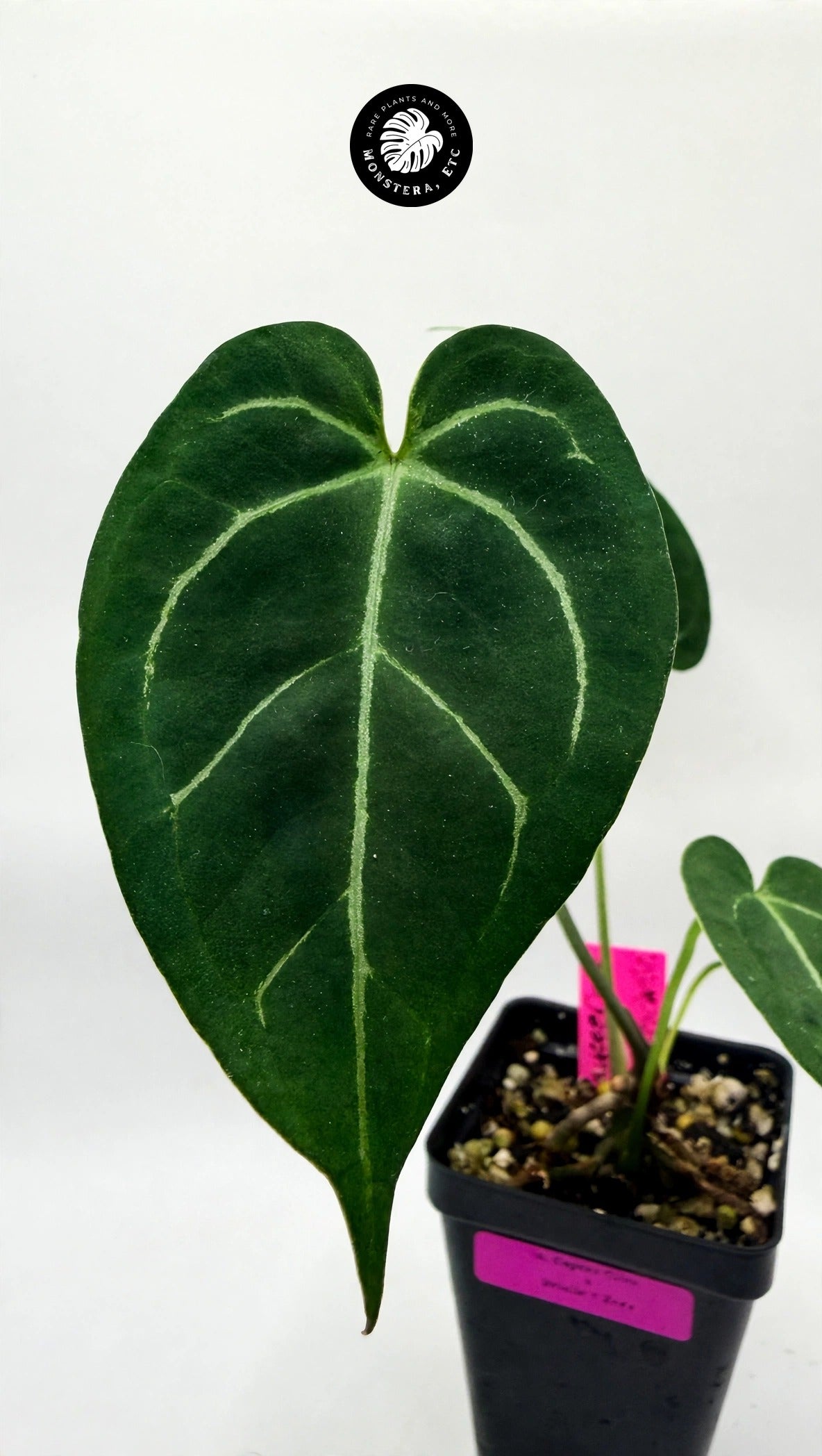 Anthurium Caycee Clone x (Brielle x Zara)