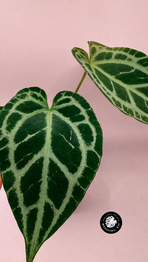 Anthurium (Pink Lemonade x Black Widow Michelle) Self