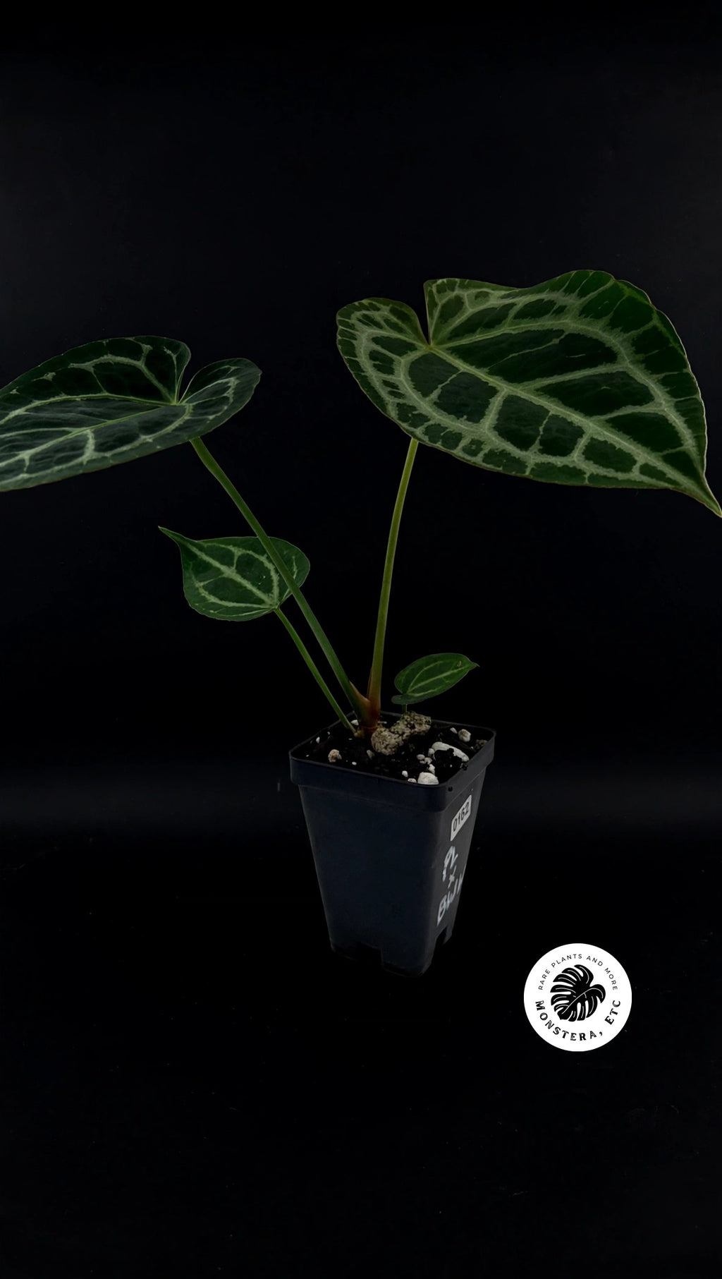 Anthurium (Pink Lemonade x Black Widow Michelle) Self