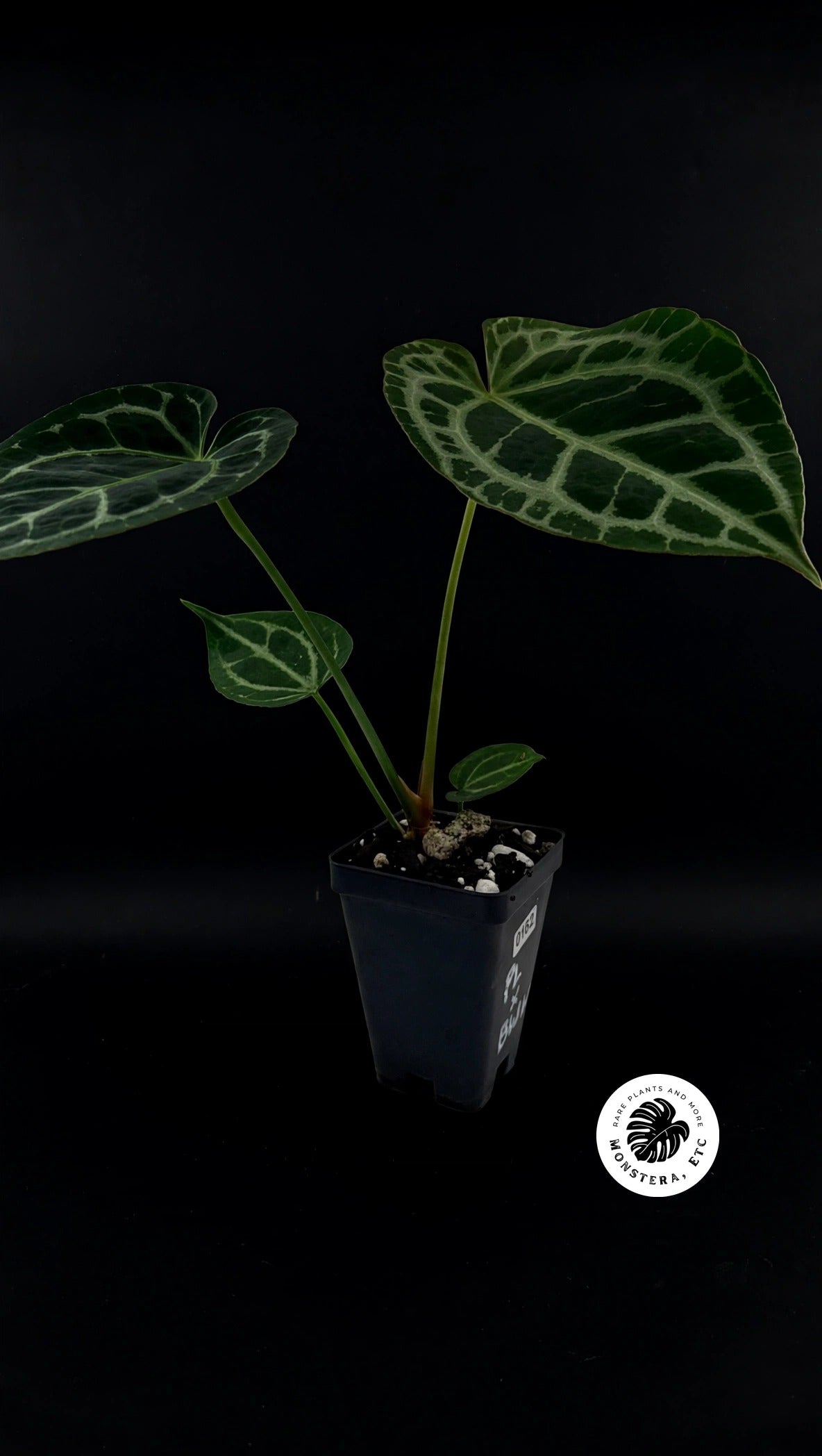 Anthurium (Pink Lemonade x Black Widow Michelle) Self