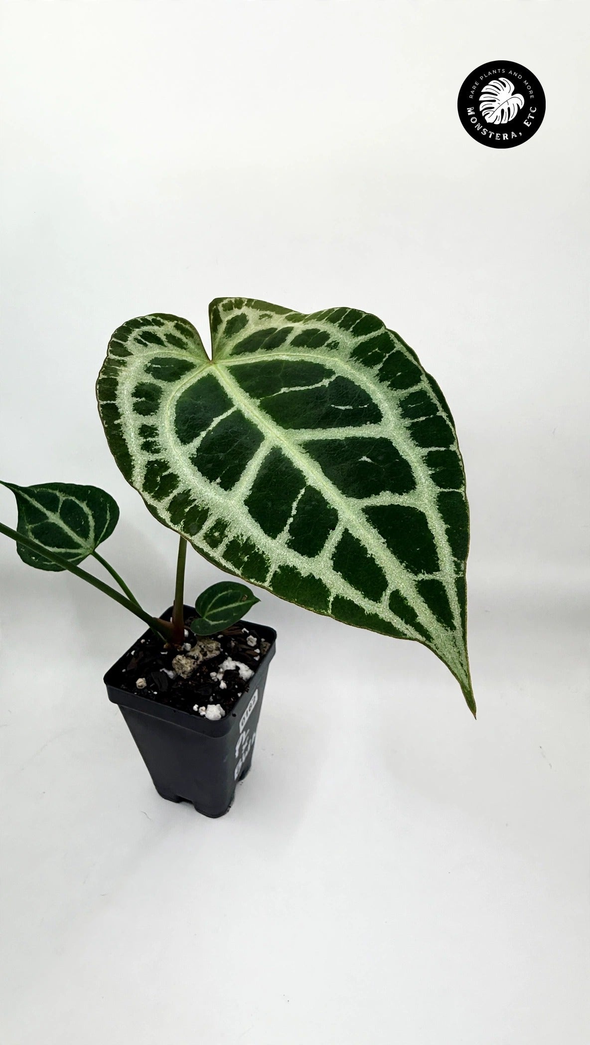 Anthurium (Pink Lemonade x Black Widow Michelle) Self
