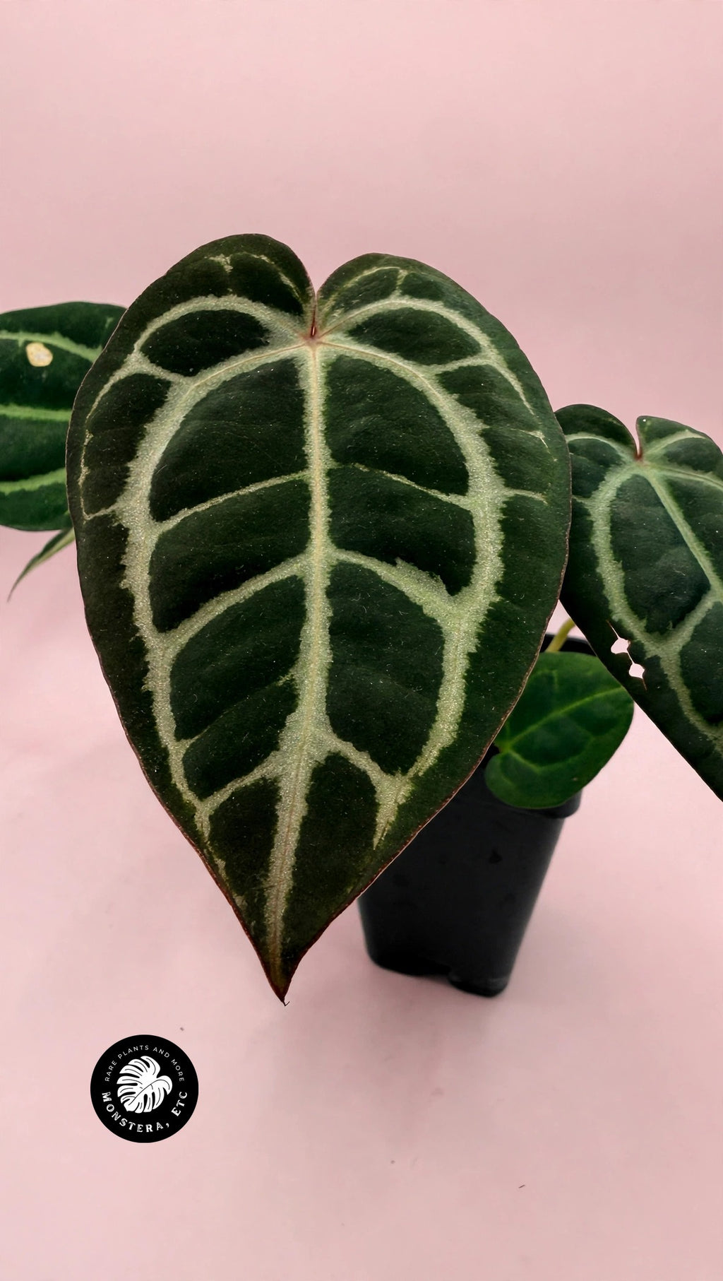 Anthurium Zara/Michelle x Carla OG5