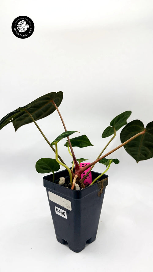 Anthurium Zara/Michelle x Carla OG5