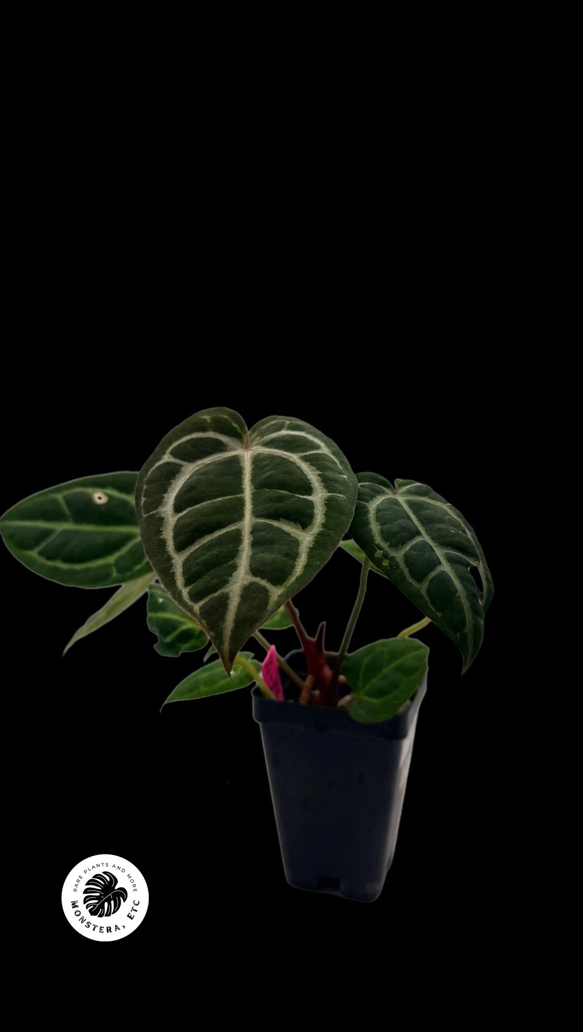 Anthurium Zara/Michelle x Carla OG5