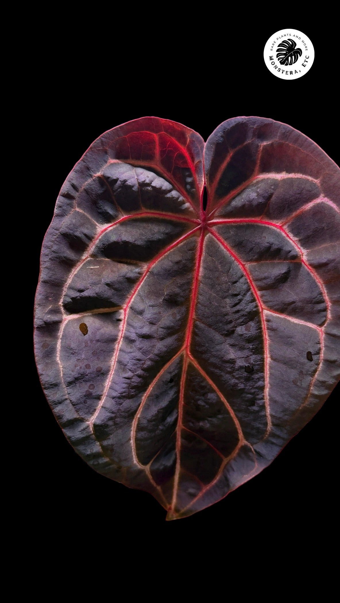 Anthurium crystallinum — Velvet-Leaf Species (Grower’s Choice Seedling)