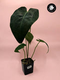 Anthurium magnificum Hybrid — Barry Schwartz Line, Seed-Grown (Exact Plant)