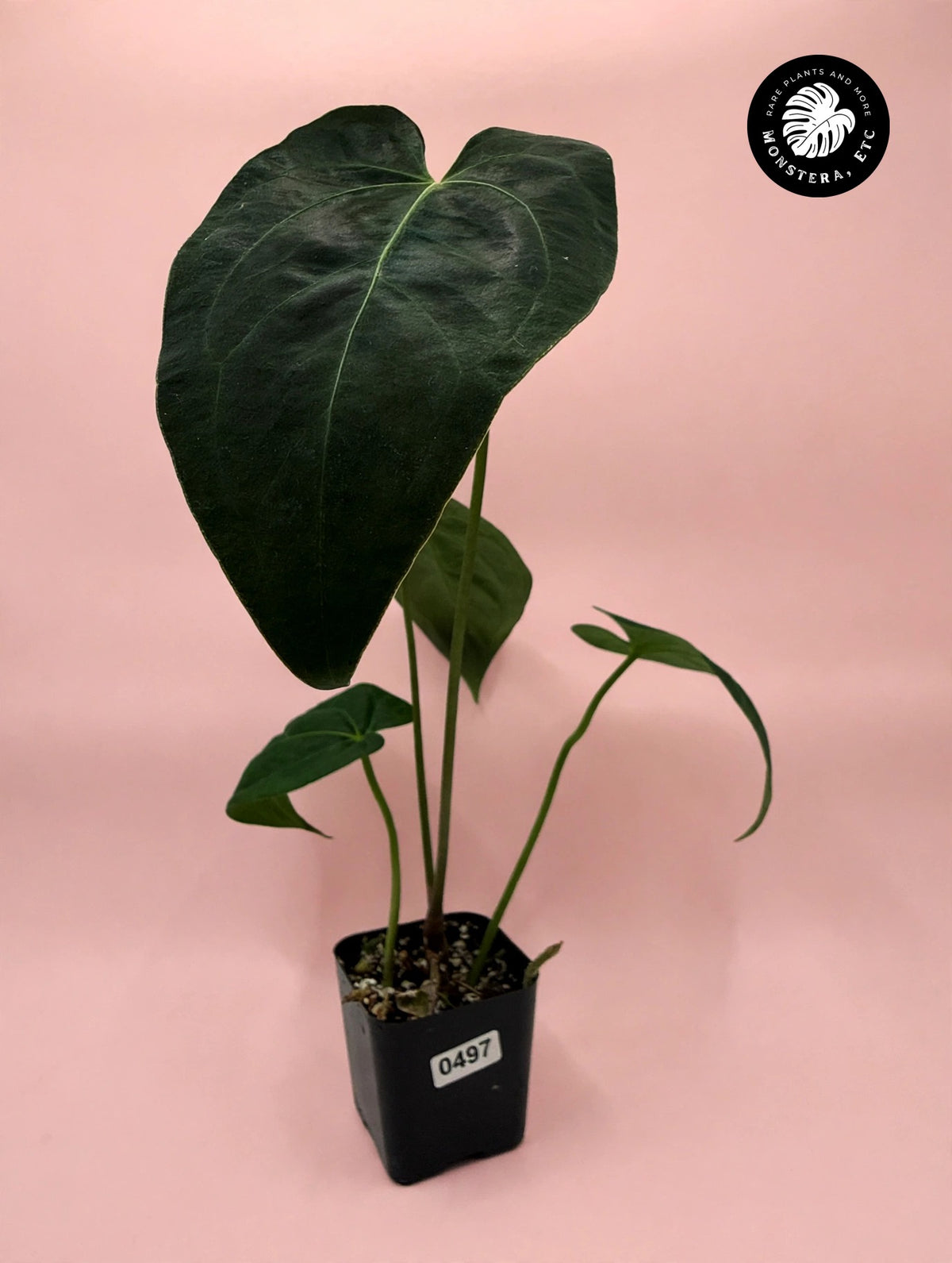 Anthurium magnificum Hybrid — Barry Schwartz Line, Seed-Grown (Exact Plant)