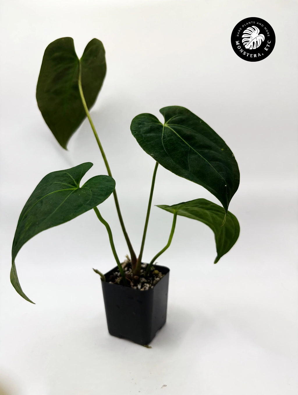 Anthurium magnificum Hybrid — Barry Schwartz Line, Seed-Grown (Exact Plant)