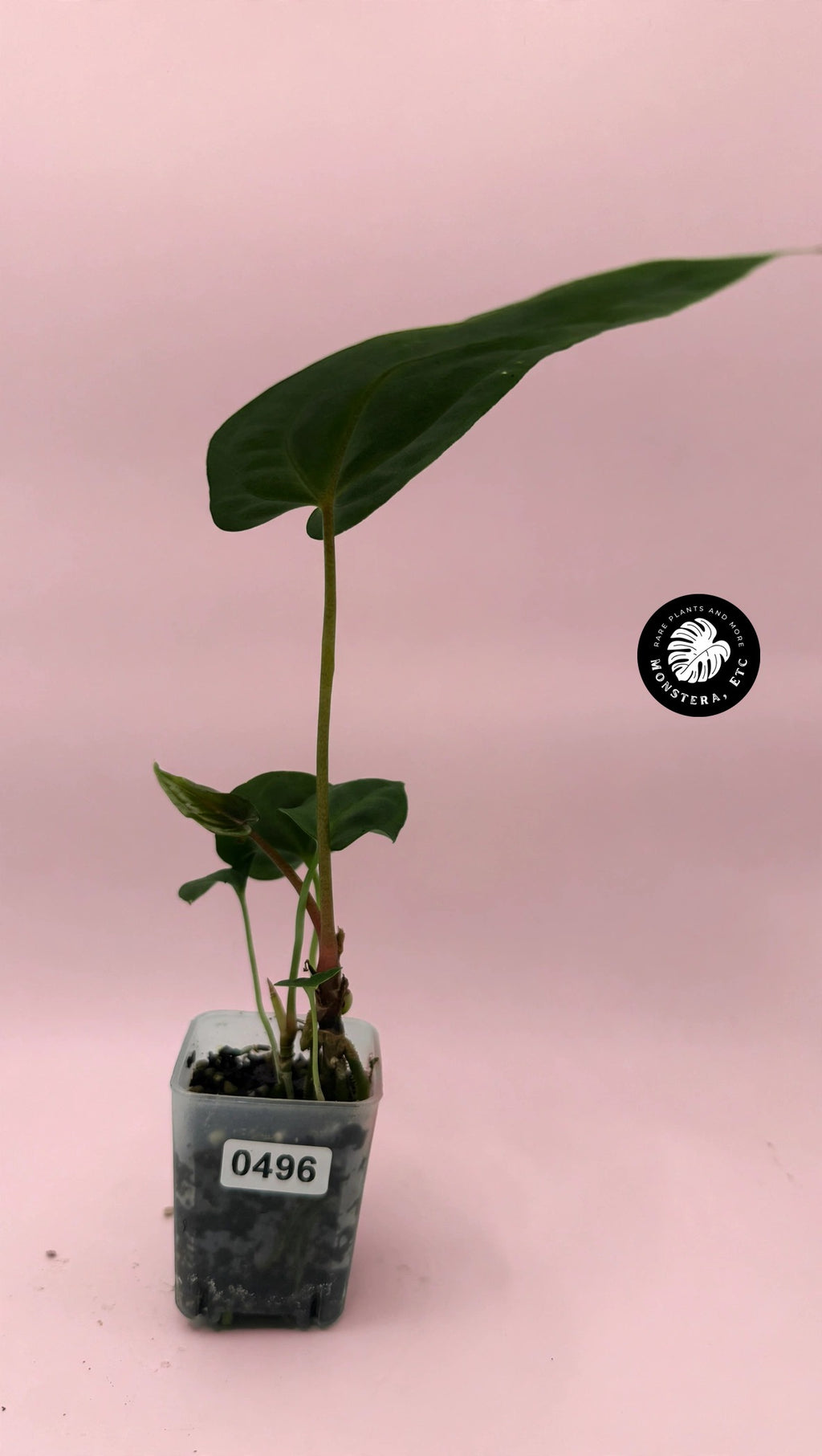 Anthurium antolakii (BVEP) × papillilaminum "Fort Sherman" — Rare Hybrid (Exact Plant)