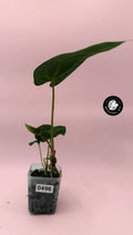 Anthurium antolakii (BVEP) × papillilaminum "Fort Sherman" — Rare Hybrid (Exact Plant)