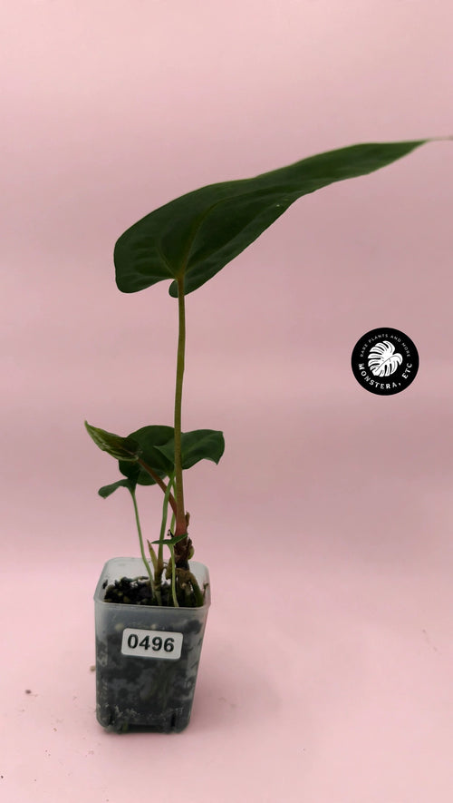 Anthurium antolakii (BVEP) × papillilaminum "Fort Sherman" — Rare Hybrid (Exact Plant)