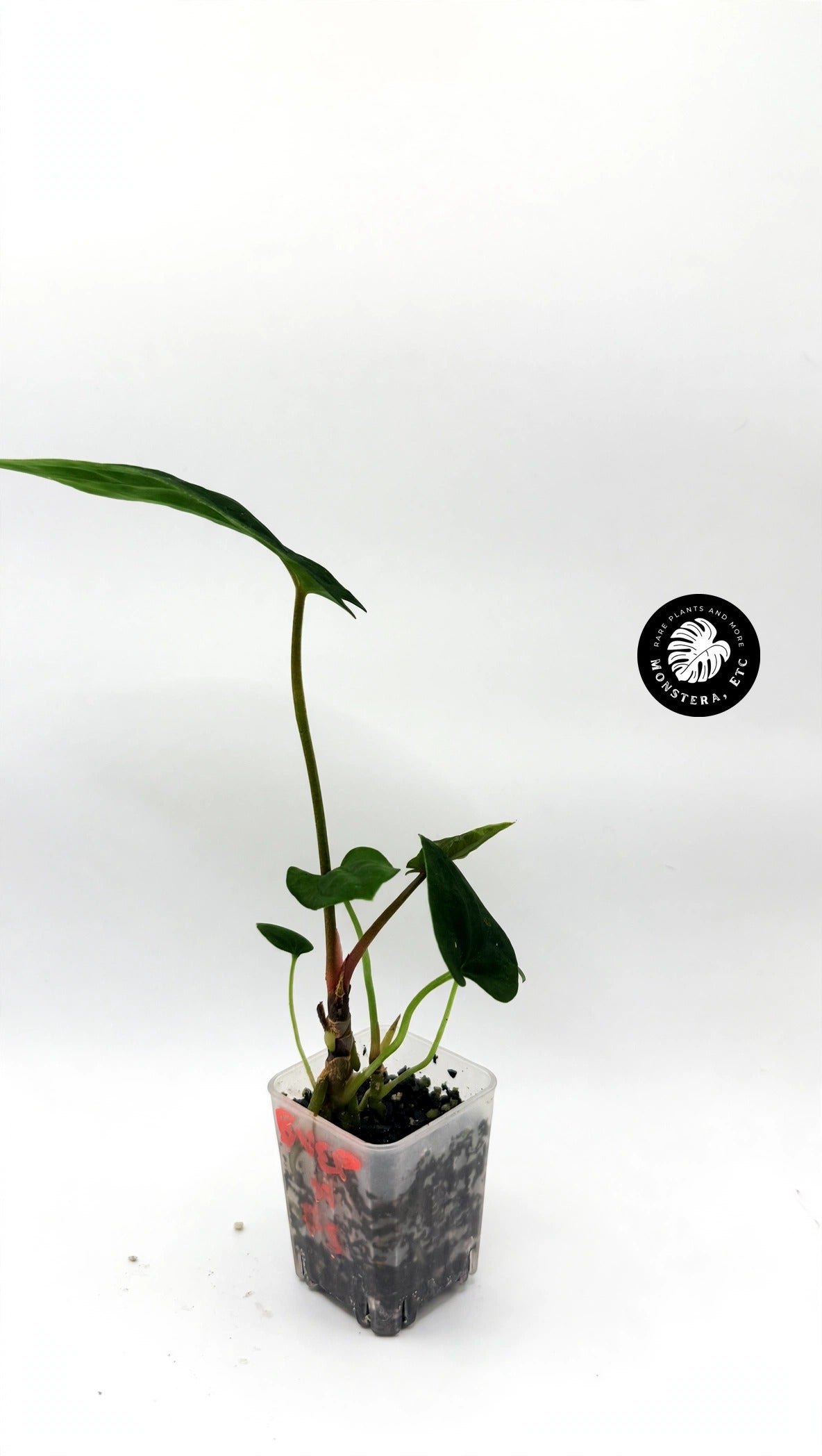Anthurium antolakii (BVEP) × papillilaminum "Fort Sherman" — Rare Hybrid (Exact Plant)