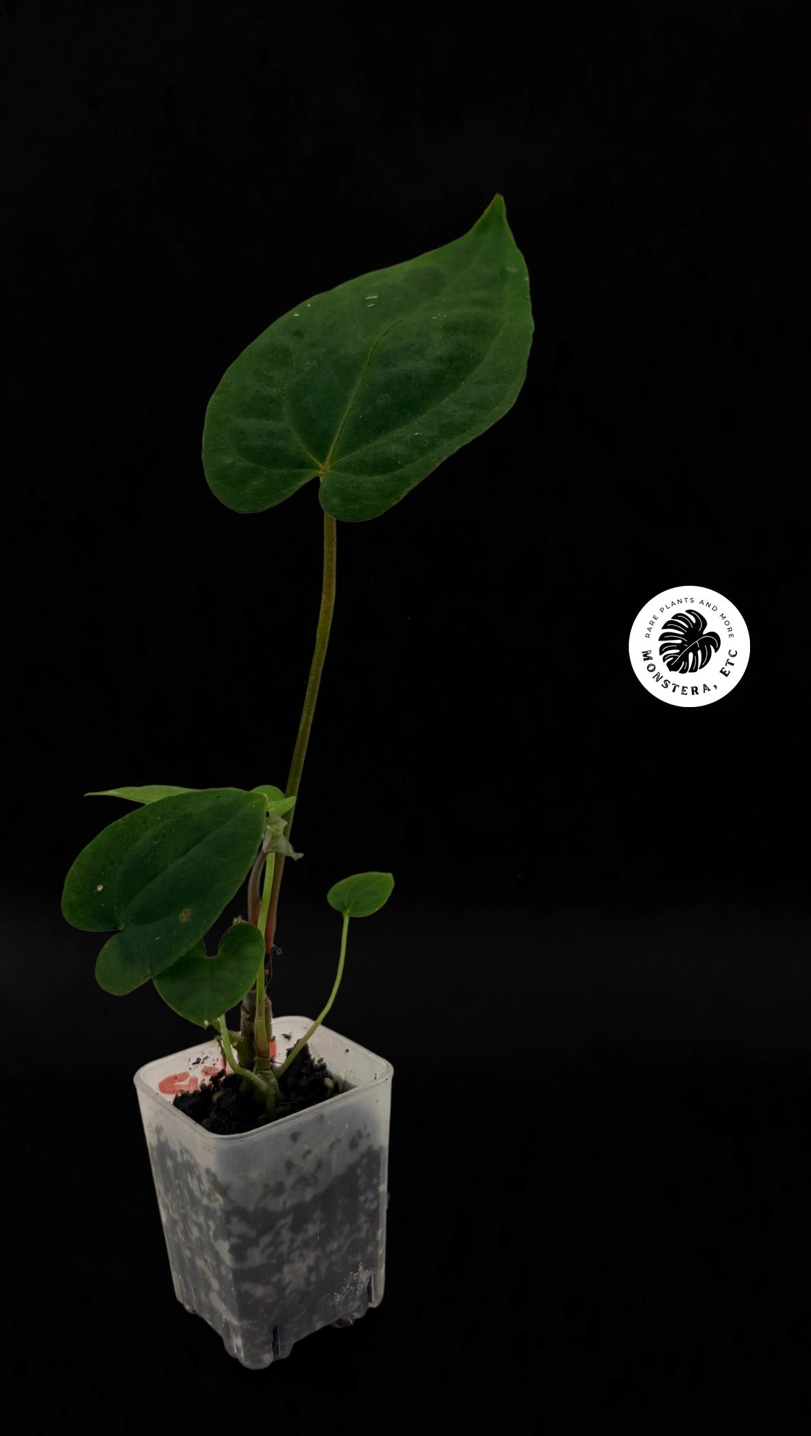 Anthurium antolakii (BVEP) × papillilaminum "Fort Sherman" — Rare Hybrid (Exact Plant)