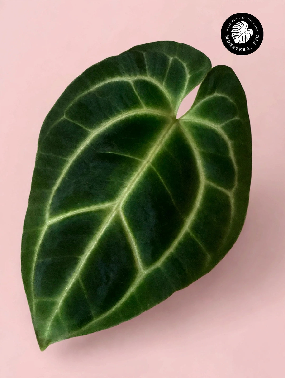 Anthurium besseae aff. — Pink-Form Velvet Species (Grower’s Choice)