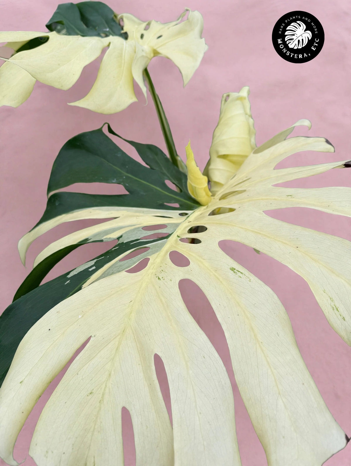 Monstera Albo — Variegated borsigiana, Small Form (Grower’s Choice)