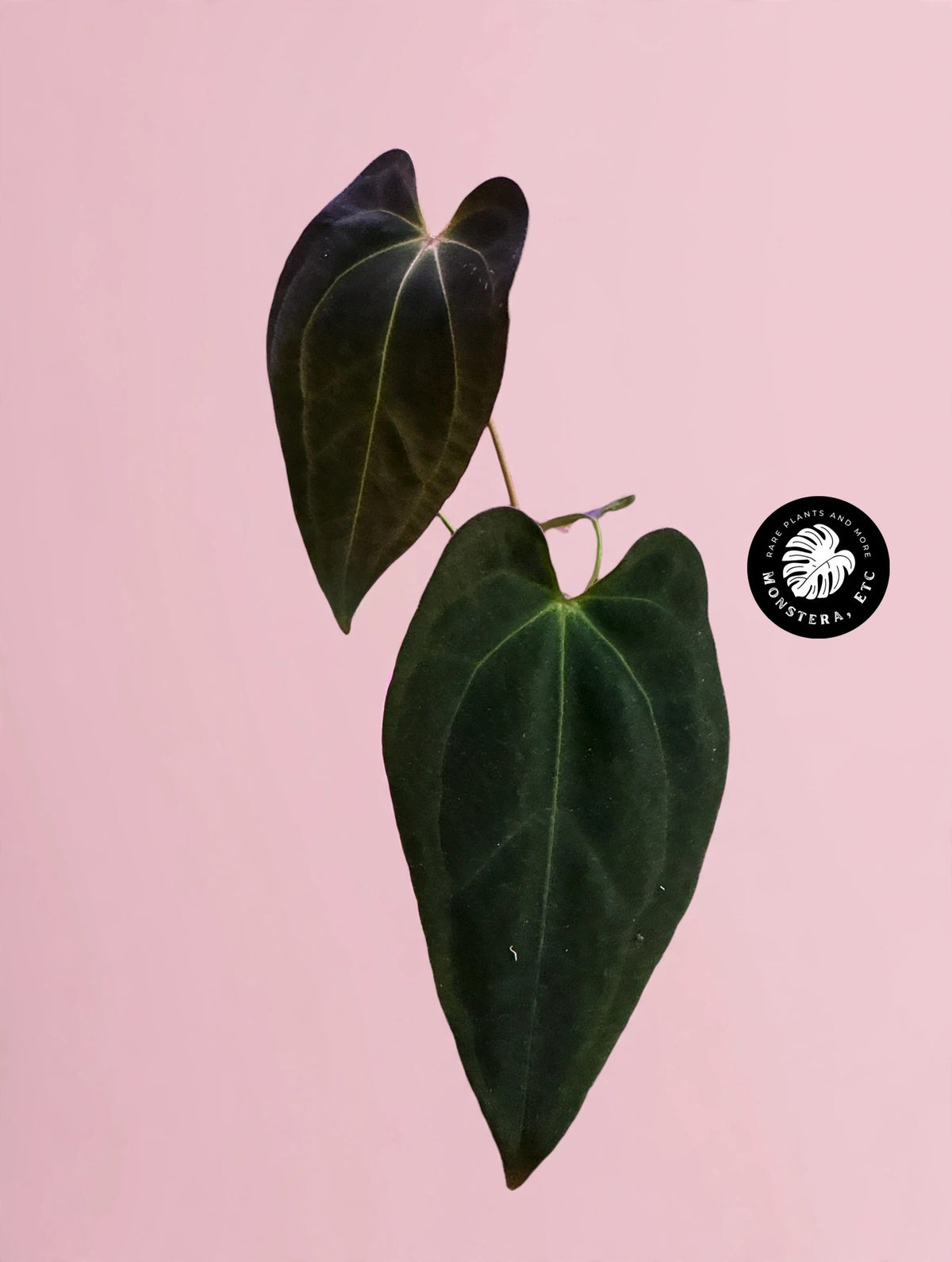 Anthurium papillilaminum "Black Raven" × forgetii Dark Form — Velvet Hybrid (Exact Plant)