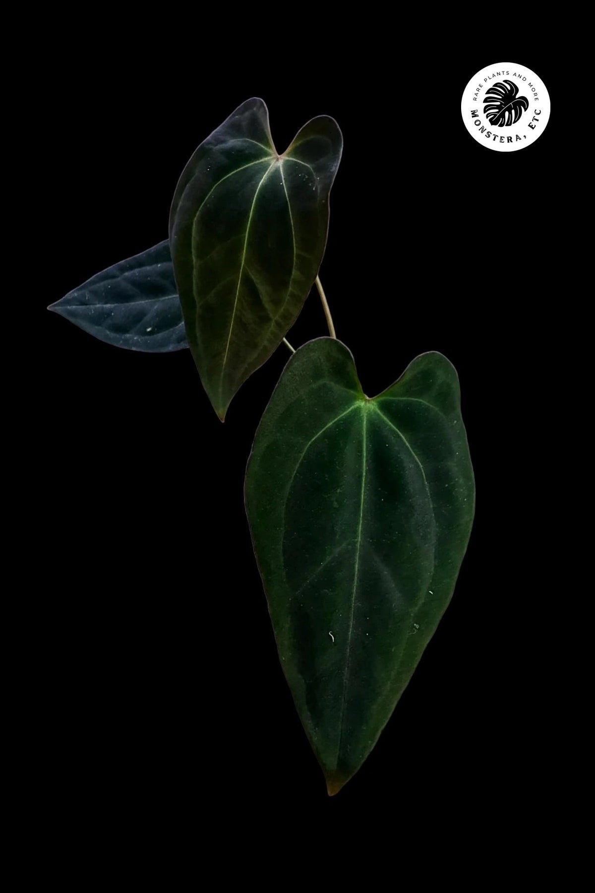 Anthurium papillilaminum "Black Raven" × forgetii Dark Form — Velvet Hybrid (Exact Plant)