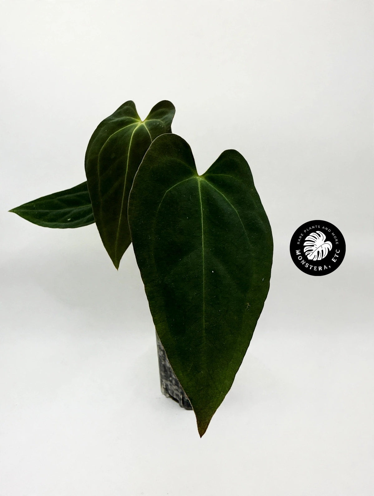 Anthurium papillilaminum "Black Raven" × forgetii Dark Form — Velvet Hybrid (Exact Plant)
