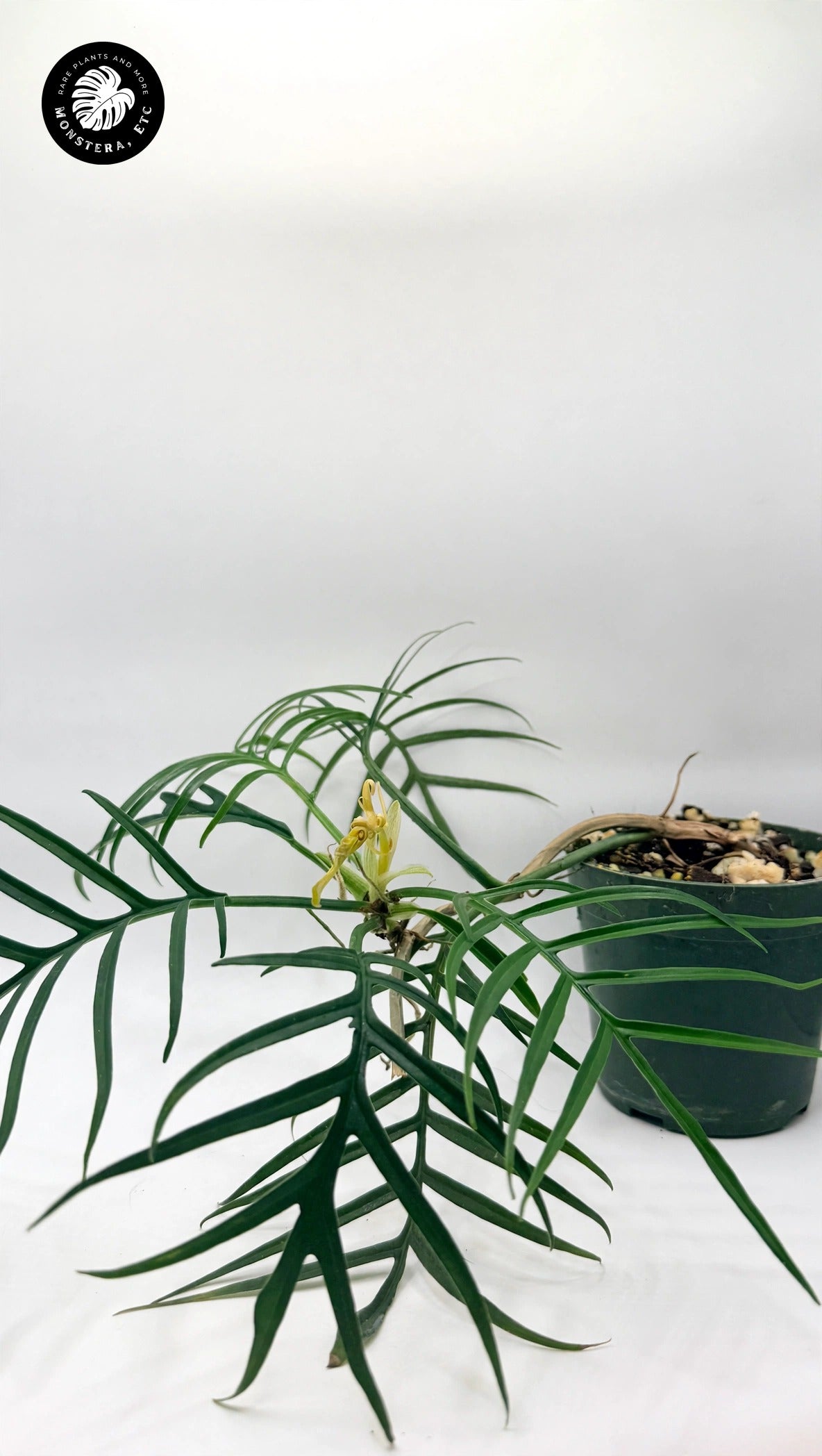 Philodendron tortum