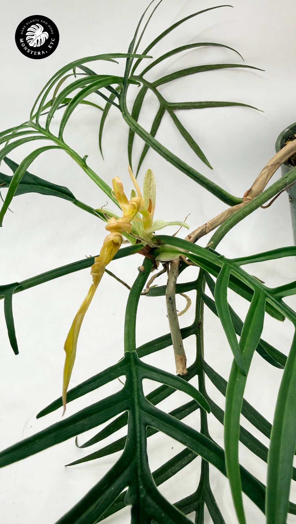 Philodendron tortum