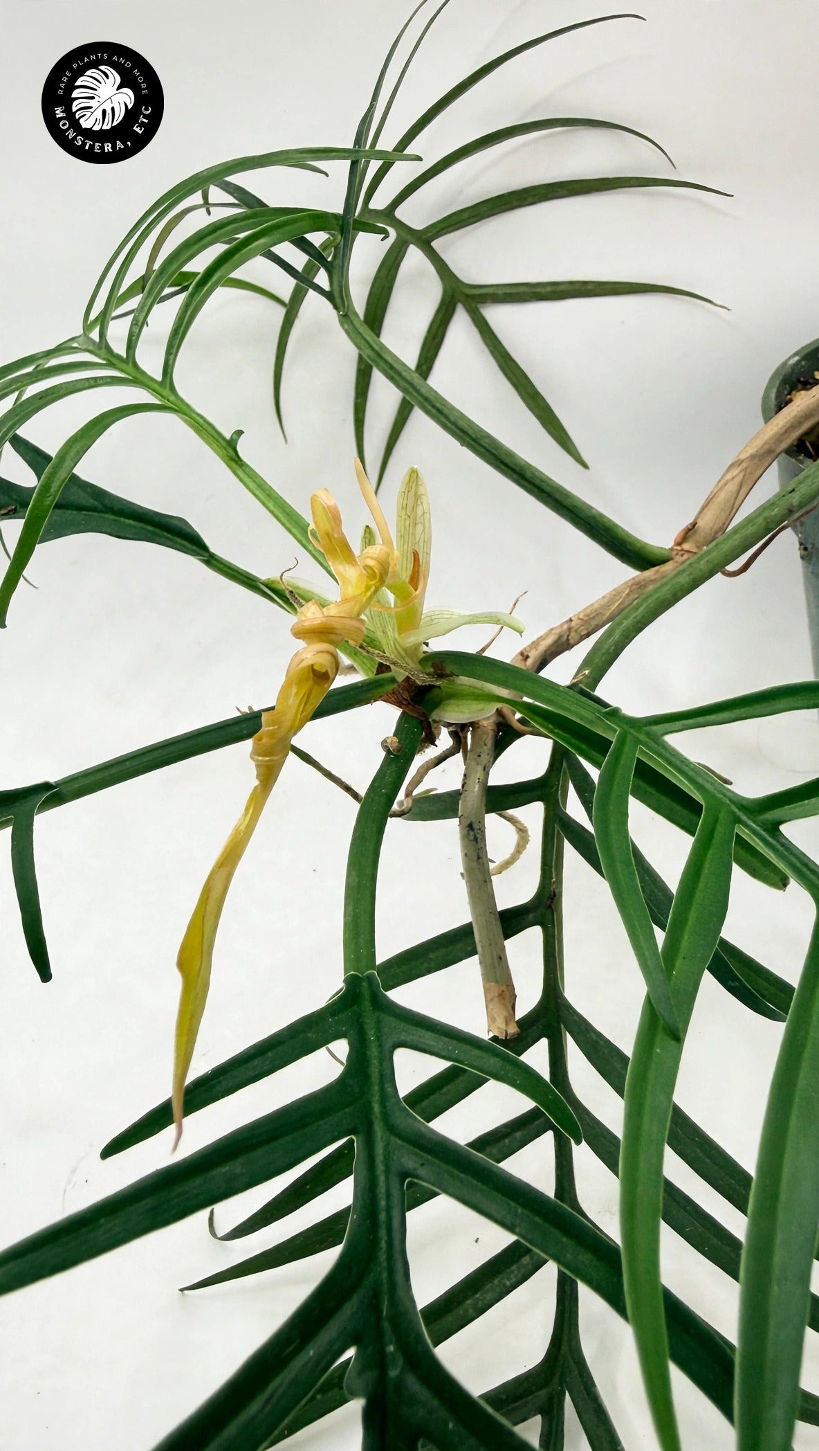 Philodendron tortum
