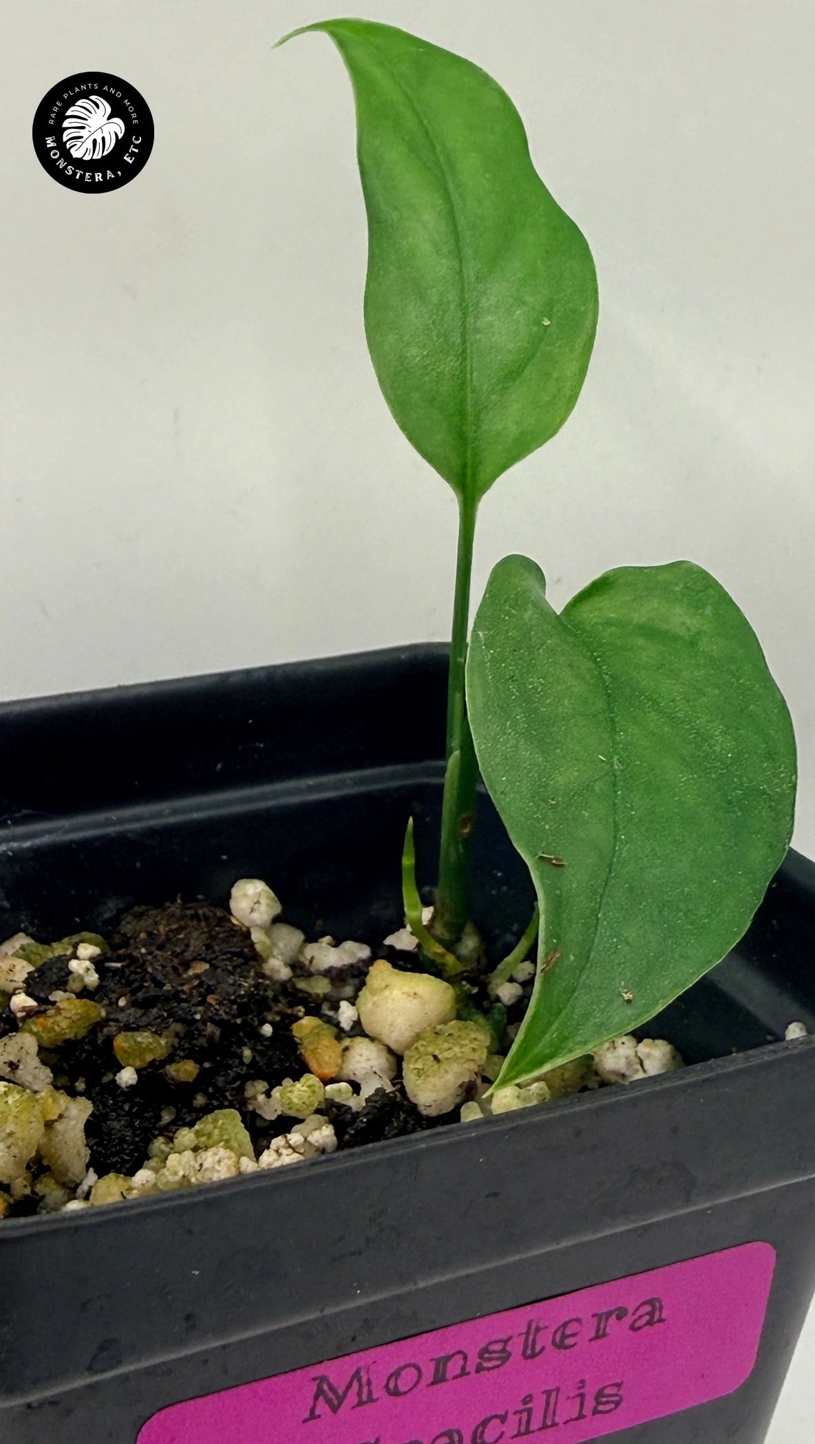 Monstera gracilis