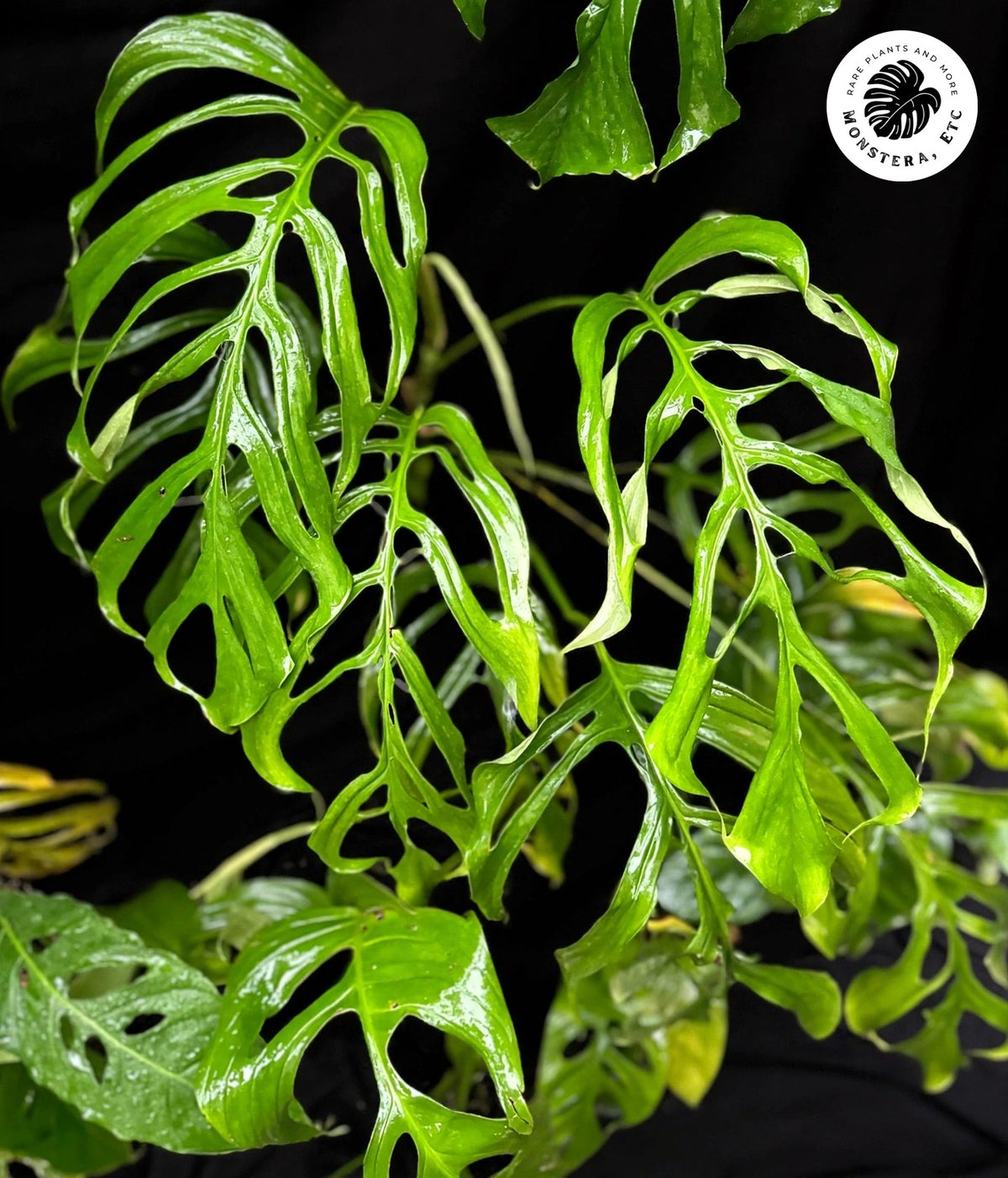 Monstera gracilis