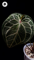 Anthurium Tezula Red Crystal selfed seedling